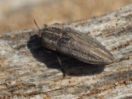 Sphenoptera gemmata